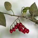 Fotografía Solanum dulcamara (3 de 3)