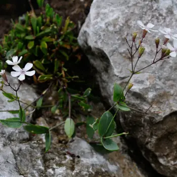Fotografía Petrocoptis pyrenaica subsp. glaucifolia (1 de 2)