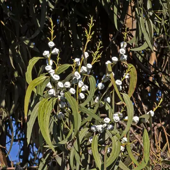 Eucalyptus globulus    (3 de 3)