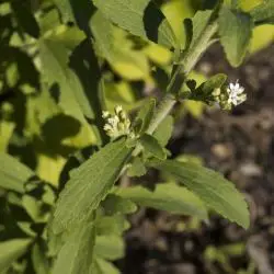 Stevia rebaudiana (2 de 3)