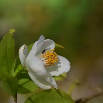 Camellia longicarpa (5 de 5)