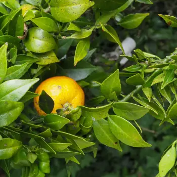 Citrus aurantium var myrtifolia (4 de 4)