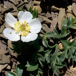Fotografía Ranunculus seguieri subsp. cantabricus (3 de 3)