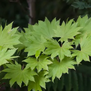 Acer shirasawanum (2 de 3)