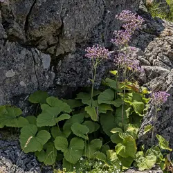 Fotografía Adenostyles alpina subsp. pyrenaica (1 de 3)