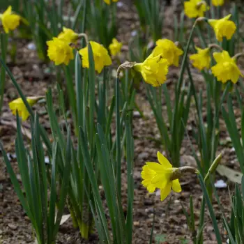 Narcissus pseudonarcissus subsp. obvallaris (1 de 2)