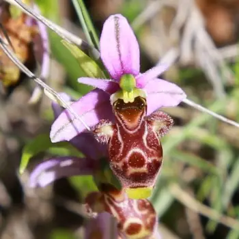 Fotografía Ophrys scolopax (1 de 2)