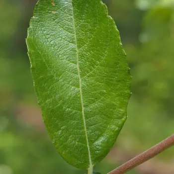 Salix atrocinerea (4 de 6)
