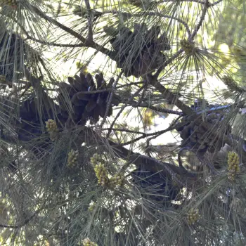 Pinus brutia (4 de 5)