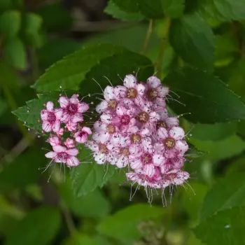 Spiraea japonica 'Little Princess' (1 de 3)