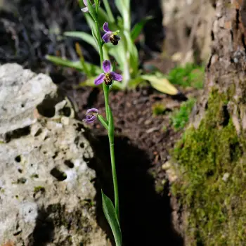 Ophrys apifera (1 de 2)