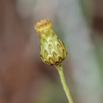 Phagnalon rupestre subsp. rupestre