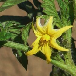 Fotografía Solanum licopersicum