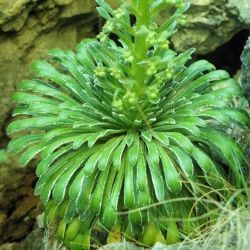 Fotografía Saxifraga longifolia en floración (3 de 3)