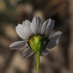 Fotografía Mauranthemum paludosum (2 de 3)