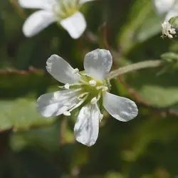 Arenaria grandiflora subsp. grandiflora