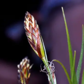 Carex halleriana (3 de 3)