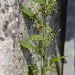 Chenopodium polyspermum (1 de 3)