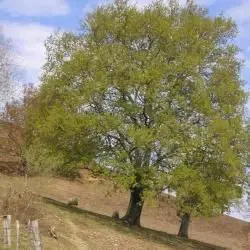 Fotografía Quercus robur (roble del país) (2 de 3) 