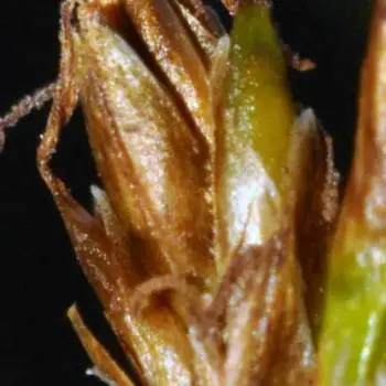 Carex simpliciuscula (3 de 6)