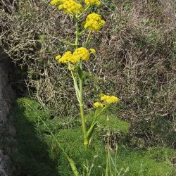 Ferula communis subsp. catalaunica