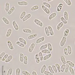 Clitocybe nitrophila Bon (2 de 3)