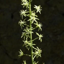 Ornithogalum pyrenaicum