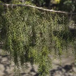 Juniperus cedrus (2 de 3)