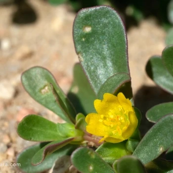 Portulaca oleracea