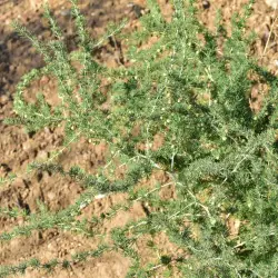 Asparagus albus (1 de 3)