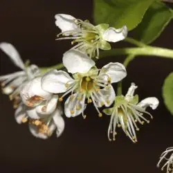 Fotografía Prunus mahaleb (2 de 2)