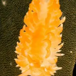 Aeolidiella sanguinea (1 de 2)