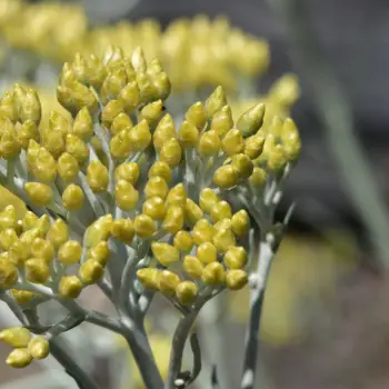 Helichrysum thianschanicum (3 de 4)