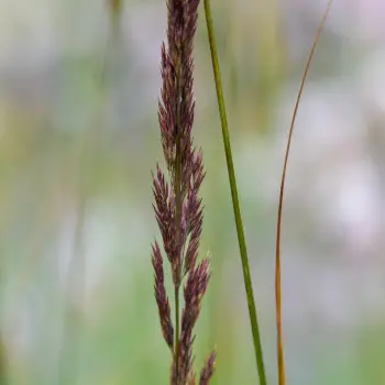 Calamagrostis ×acutiflora