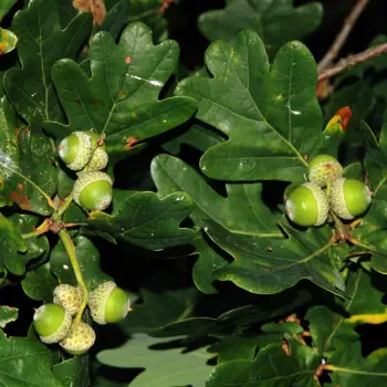 Quercus petraea (2 de 2)