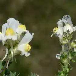 Fotografía Linaria supina subsp. maritima (1 de 3)