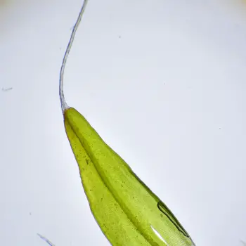 Grimmia pulvinata (1 de 6)