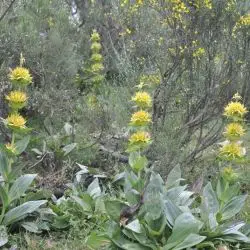 Fotografía Gentiana lutea subsp. lutea (2 de 3)