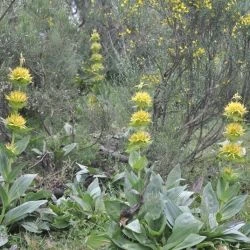 Gentiana lutea subsp. lutea