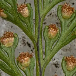 Davallia canariensis (3 de 3)