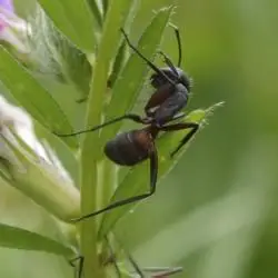 Fotografía Camponotus cruentatus (1 de 2)