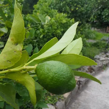 Citrus x latifolia (3 de 3)