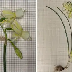 Narcissus triandrus (2 de 3)