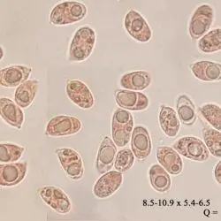 Fotografía Mycena leptocephala (Pers.) Gillet (2 de 3)