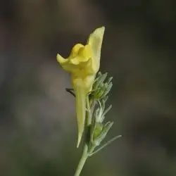 Linaria badalii (3 de 3)