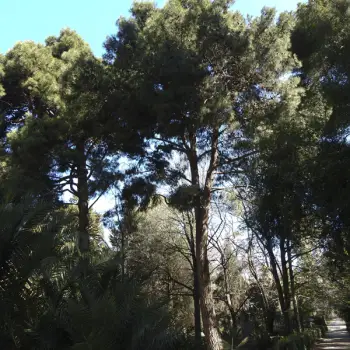 Pinus brutia (5 de 5)