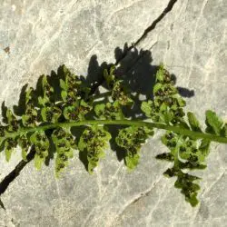 Anogramma leptophylla (3 de 3)