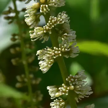 Itea ilicifolia (5 de 5)