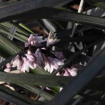Ophiopogon planiscapus 'Nigrescens' (3 de 3)