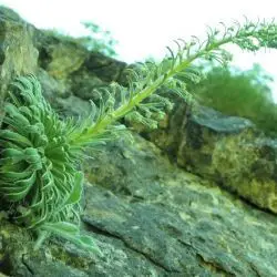 Fotografía Saxifraga longifolia en floración (2 de 3) 